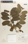 Margaritaria nobilis image