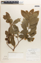 Margaritaria nobilis image