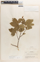 Margaritaria nobilis image