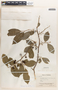 Margaritaria nobilis image