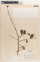 Margaritaria nobilis image