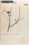 Margaritaria nobilis image