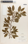 Margaritaria nobilis image