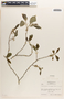 Margaritaria nobilis image