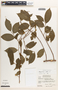Margaritaria nobilis image
