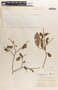 Margaritaria nobilis image