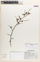 Margaritaria nobilis image