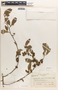 Margaritaria nobilis image