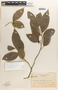 Margaritaria nobilis image