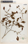 Margaritaria nobilis image