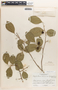 Margaritaria nobilis image