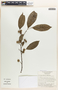 Margaritaria nobilis image