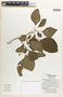 Margaritaria nobilis image