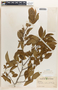 Margaritaria nobilis image
