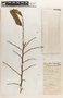 Margaritaria nobilis image