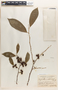 Margaritaria nobilis image