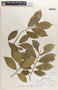 Margaritaria nobilis image