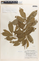 Margaritaria nobilis image