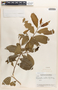 Margaritaria nobilis image