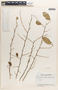 Margaritaria nobilis image