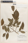 Margaritaria nobilis image