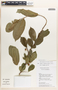 Margaritaria nobilis image