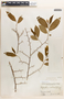 Margaritaria nobilis image