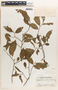 Margaritaria nobilis image