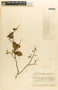 Margaritaria nobilis image