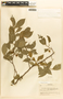 Margaritaria nobilis image
