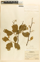 Margaritaria nobilis image