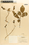 Margaritaria nobilis image
