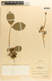 Margaritaria nobilis image