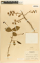Margaritaria nobilis image