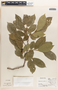 Margaritaria nobilis image