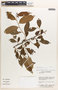 Margaritaria nobilis image
