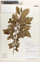 Margaritaria nobilis image