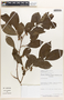 Margaritaria nobilis image