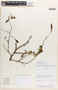 Margaritaria nobilis image
