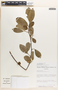 Margaritaria nobilis image