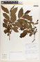Margaritaria nobilis image
