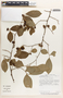 Margaritaria nobilis image