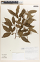 Margaritaria nobilis image