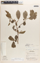 Margaritaria nobilis image