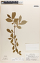 Margaritaria nobilis image