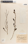 Margaritaria nobilis image