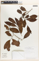 Margaritaria nobilis image