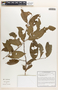 Margaritaria nobilis image