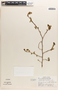 Margaritaria nobilis image