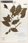 Margaritaria nobilis image
